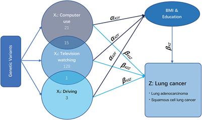 Univariable and Multivariable Two-Sample Mendelian Randomization Investigating the Effects of Leisure Sedentary Behaviors on the Risk of Lung Cancer